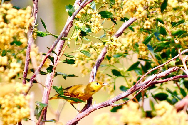 A yellow warbler on a tree branch in a NYC park.